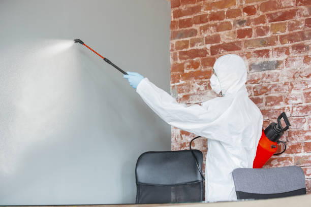 Best Mold Damage Restoration  in Montara, CA